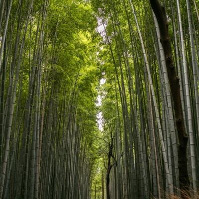 神之大陆果盘版下载